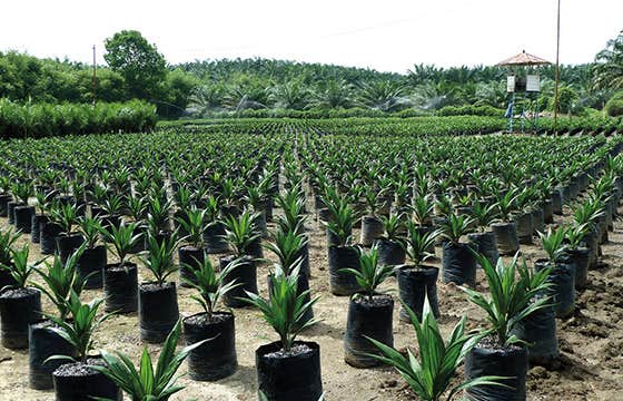 Island of Sumatra – Indonesia