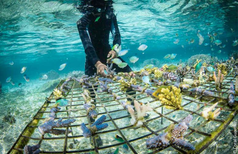 Indonesia CORAL GUARDIAN